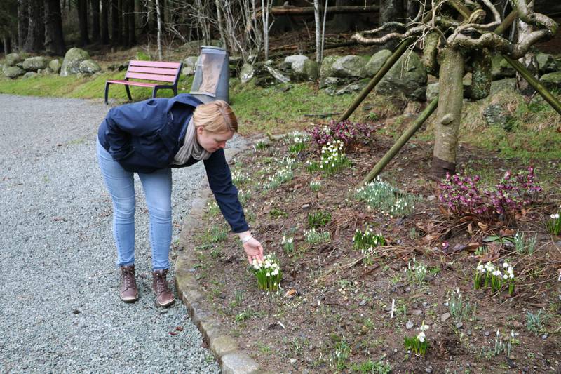 Botaniker Anne-Cathrine Scheen ved Stavanger botaniske hage viser fram vårbedet som allerede er fullt av klosterklokker og snøklokker. I dag observerte hun også dem første krokusen. Hun syns det er urovekkende tidlig.