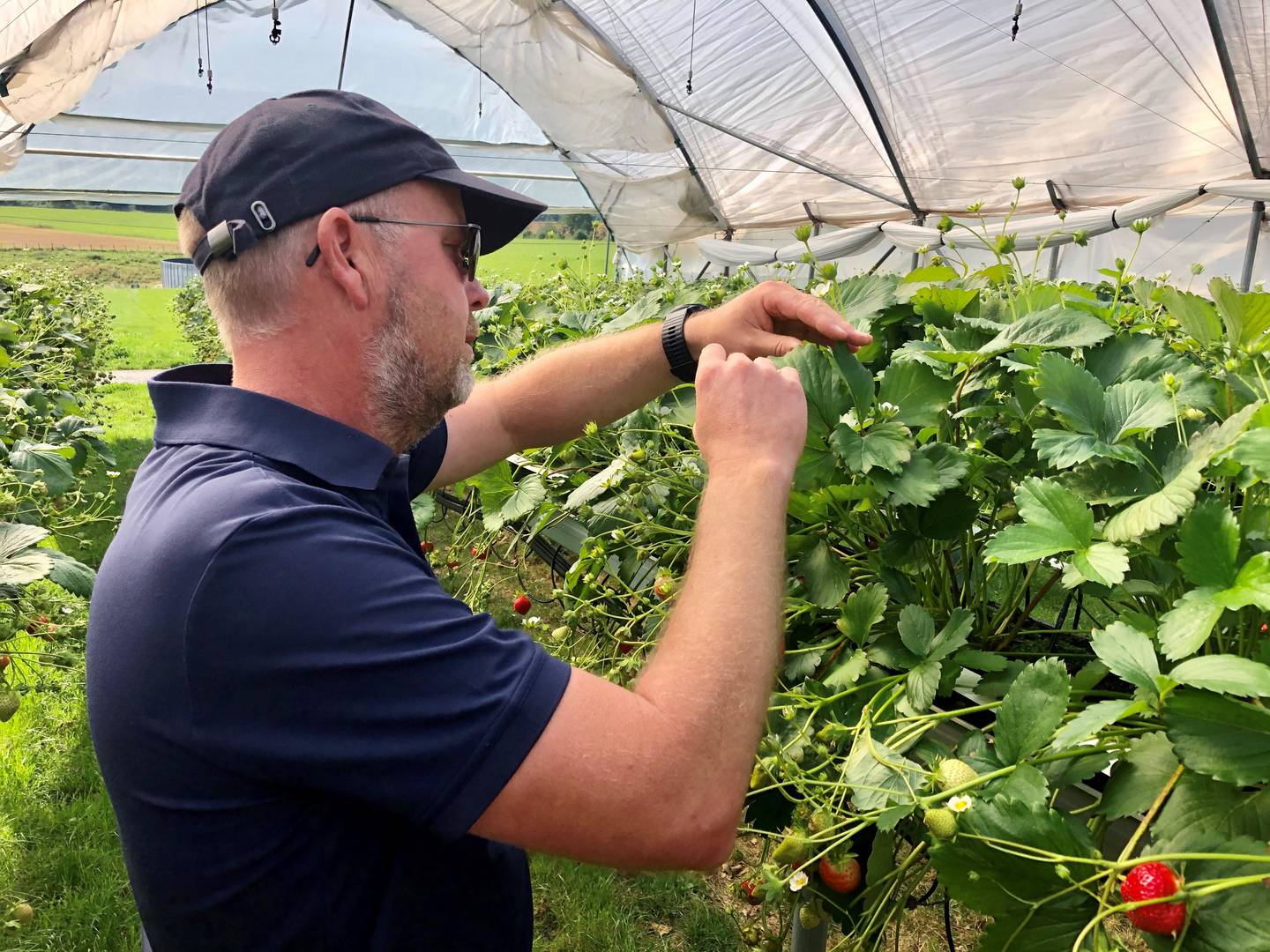 Bjørn Ekeberg sjekker om råmidden har gjort jobben på jordbærplantene. Og dét har de.