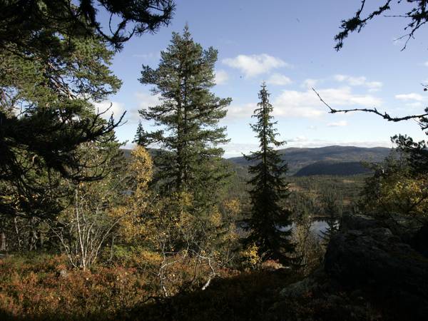 Vil kjøpe skog for å bevare den: – Privatpersoner og bedrifter må ta ansvar