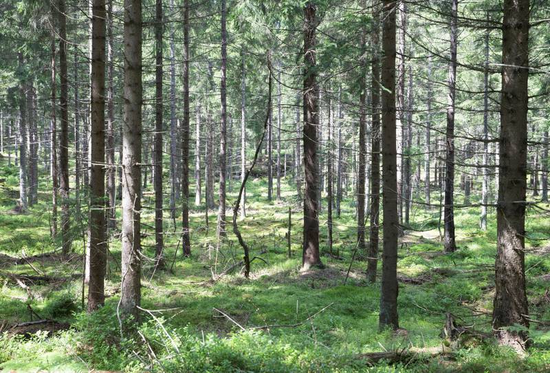 Tidligere måtte norske treforedlingsbedrifter importere for å få nok tømmer til sin virksomhet. I dag eksporteres enorme mengder flis ut av landet. 