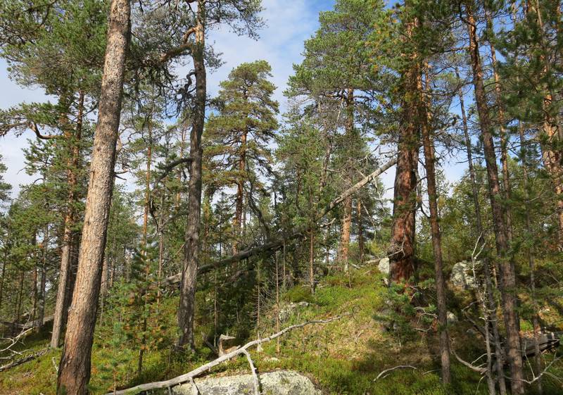 Ap styrker skogvernet med 70 millioner i sitt alternative budsjett. Bildet viser urskog utenfor Øvre Pasvik nasjonalpark. 
