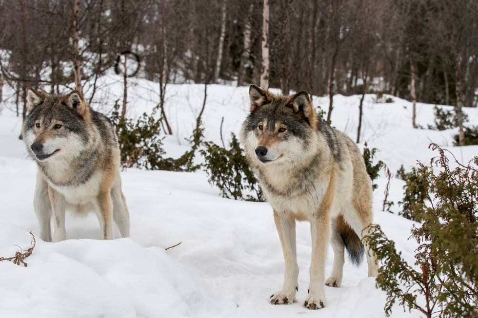 Tre dyrevernorganisasjoner får medhold av Oslo tingrett i stans av ulvejakta. På bildet er to ulver i naturparken i Langedrag.
Foto: Heiko Junge / NTB