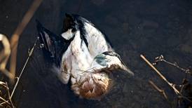 Mattilsynet har funnet 30-40 døde fugler