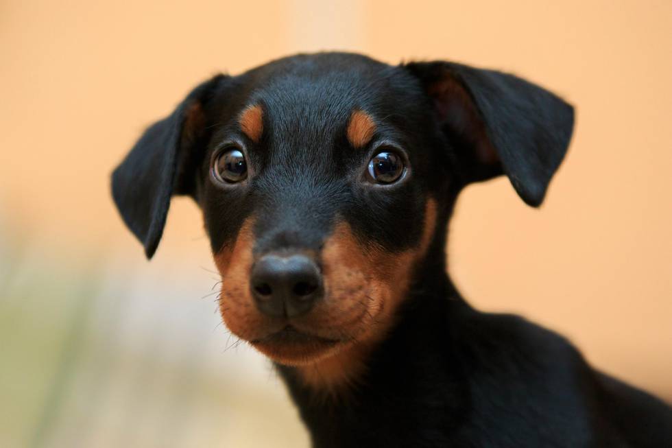 cute Doberman puppy close-up with pained eyes and hanging ears