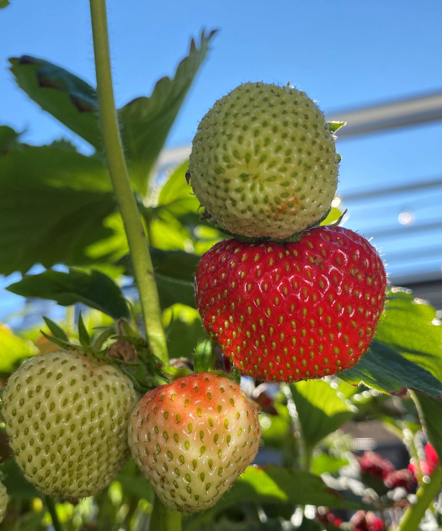 «Jordbær = sommer» har Anne Stensvik kalt dette bildet, og det må vi si oss enig i. Her har hun funnet tre bær i tre forskjellige modningsfaser, som betyr hun kan glede seg til flere jordbær utover sommeren. Nam!