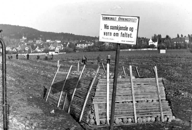 Nordre Åsens jorder ble før krigen lagt ut til skolehage. Men da krigen var et faktum, ble området bestemt brukt til matauk. Her er det kålrot som høstes i 1940.