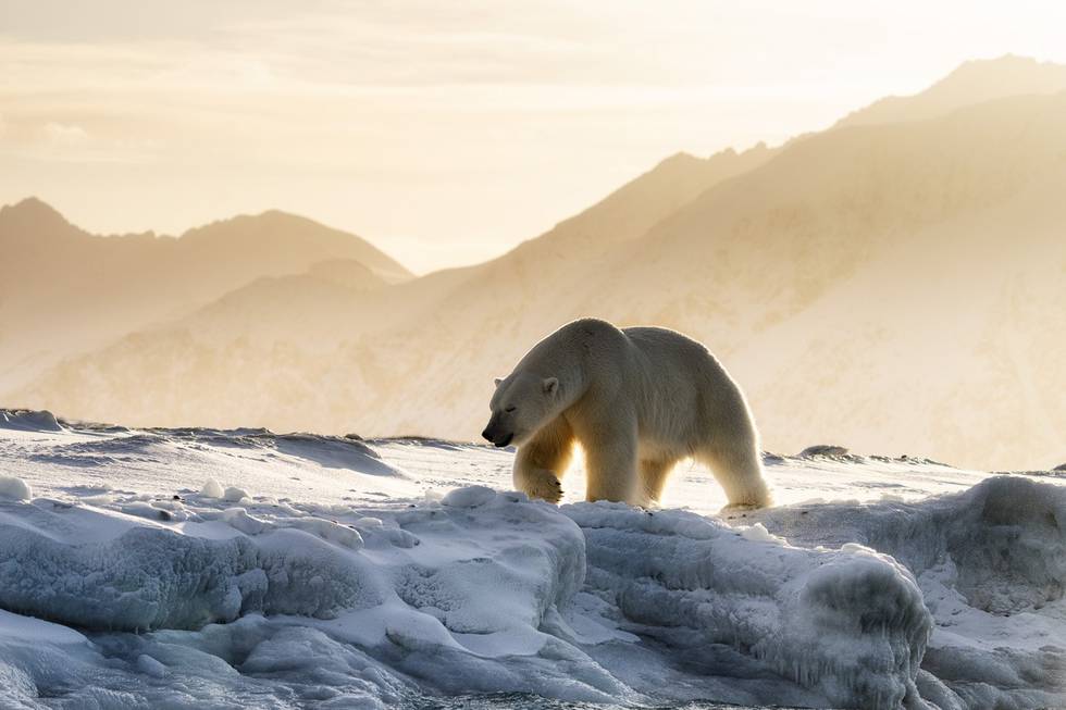 Isbjørnen er verdens største landlevende rovpattedyr. Både i den norske og den internasjonale rødlista for arter har den status som sårbar. Globalt finnes det nå mellom 22.000 og 31.000 isbjørner, ifølge WWF.