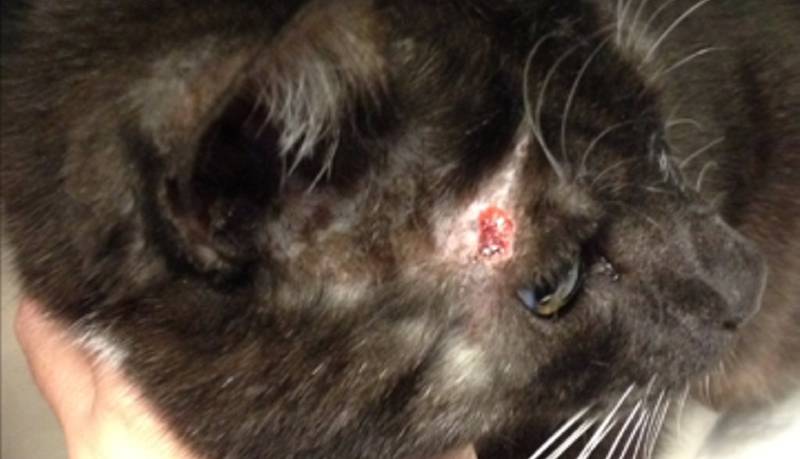 BITTSKADE 2: Denne katten har pådratt seg en bittskade i hodet etter slåsskamp.