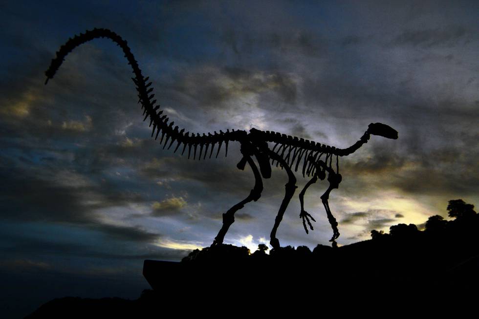 The fossilised skeleton of a dinosaur is seen at the headquarters of CAPPA, a Brazilian research support centre for paleontology in Sao Joao do Polesine, Brazil, on December 2, 2019. - In 2014, the paleontology team at CAPPA announced the discovery of one of the world�s most complete fossils of the Gnathovorax Cabreirai, a 230-million-year-old carnivorous dinosaur, one of the oldest predators. Since floods and other natural disasters occurred millions of years ago buried and preserved the fossils, more important Triassic fossils could be discovered in the centre of Rio Grande do Sul state. (Photo by CARL DE SOUZA / AFP)