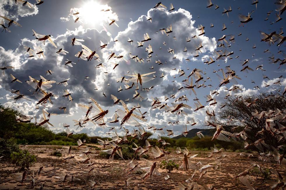 In this photo taken Tuesday, March 31, 2020, a swarm of desert locusts flies in Kipsing, near Oldonyiro, in Isiolo county, Kenya. Weeks before the coronavirus spread through much of the world, parts of Africa were already threatened by another kind of plague, the biggest locust outbreak some countries had seen in 70 years, and now the second wave of the voracious insects, some 20 times the size of the first, is arriving. (Sven Torfinn/FAO via AP) MANDATORY CREDIT