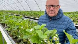 En av landets største jordbærbønder refser krisepakke på 40 millioner: – Treffer ikke i det hele tatt