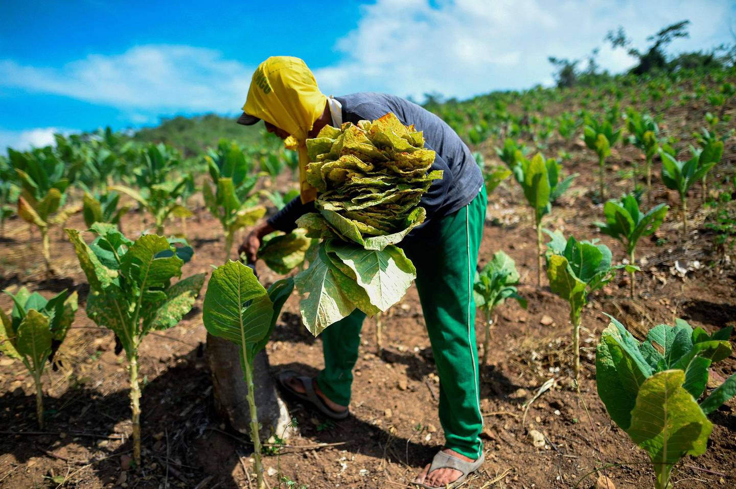 Tobakksblader samles inn i Colombia. Tobakk bidrar til sykdom og dødsfall, særlig i lavinntektsland. Foto: NTB scanpix