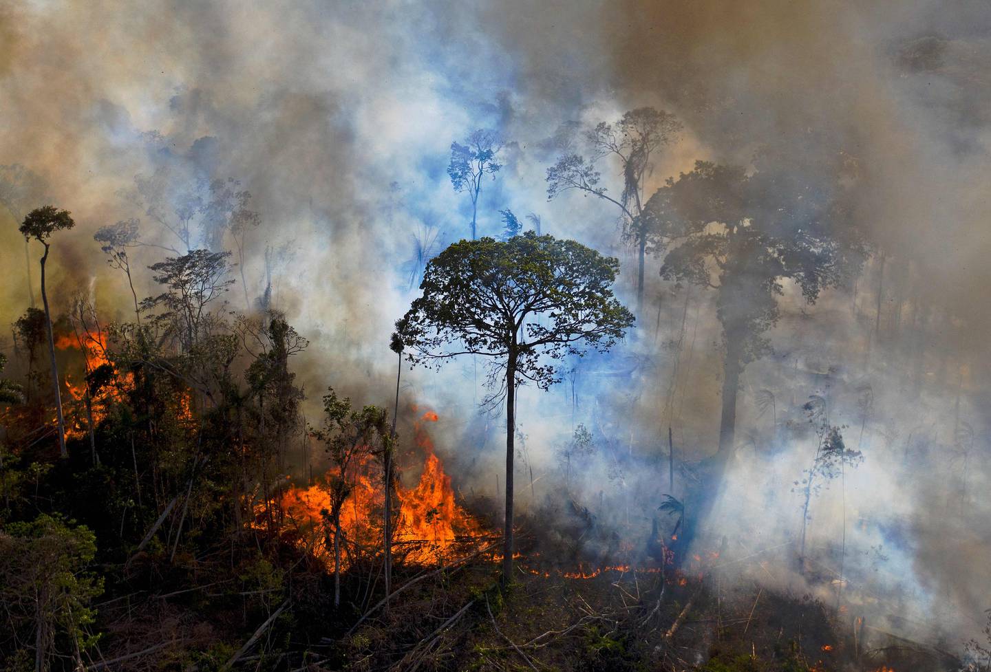 Den omfattende avskogingen i Latin-Amerika, ikke minst i Amazonas, er en av forklaringene på at mange dyrebestander der er i voldsom tilbakegang. Regnskogen ødelegges blant annet ved påsatte branner for skaffe arealer til jordbruk, i forbindelse med gruvedrift og for tømmerets del. Bildet viser en ulovlig påsatt brann i Brazil i 2020.