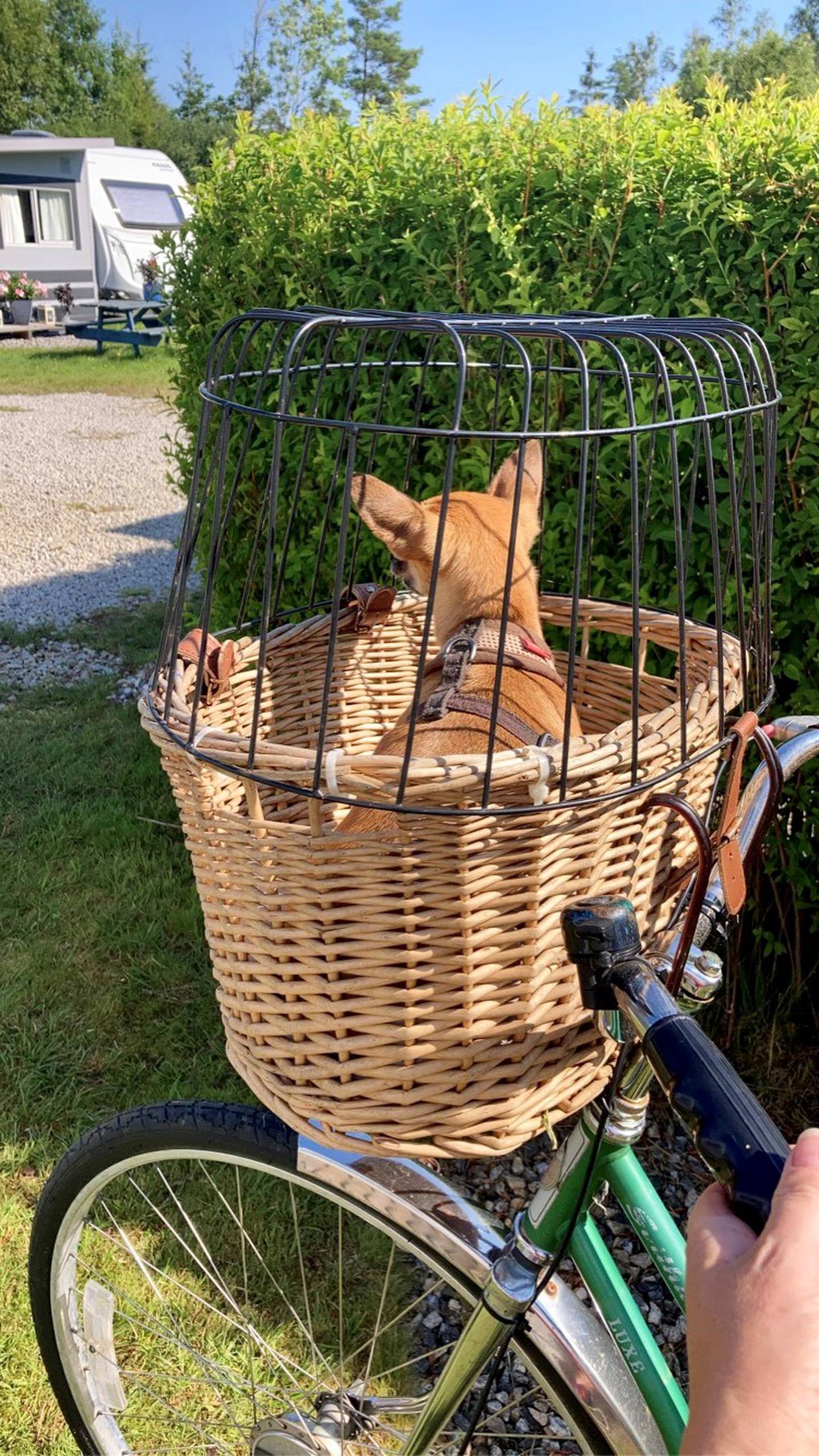 Lilly er klar for en sykkeltur.