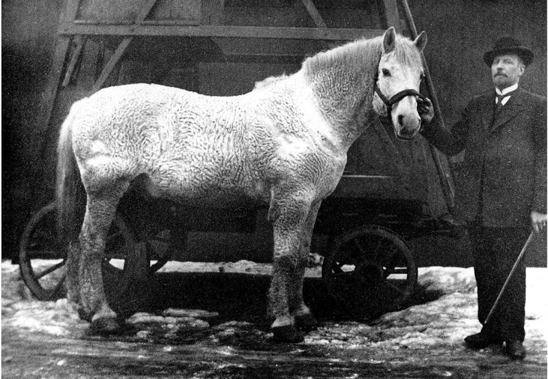 Kristiania Sporveisselskaps siste hest, Krølle, gikk ut av tjeneste i 1900. Her med driftsbestyrer Poppe.