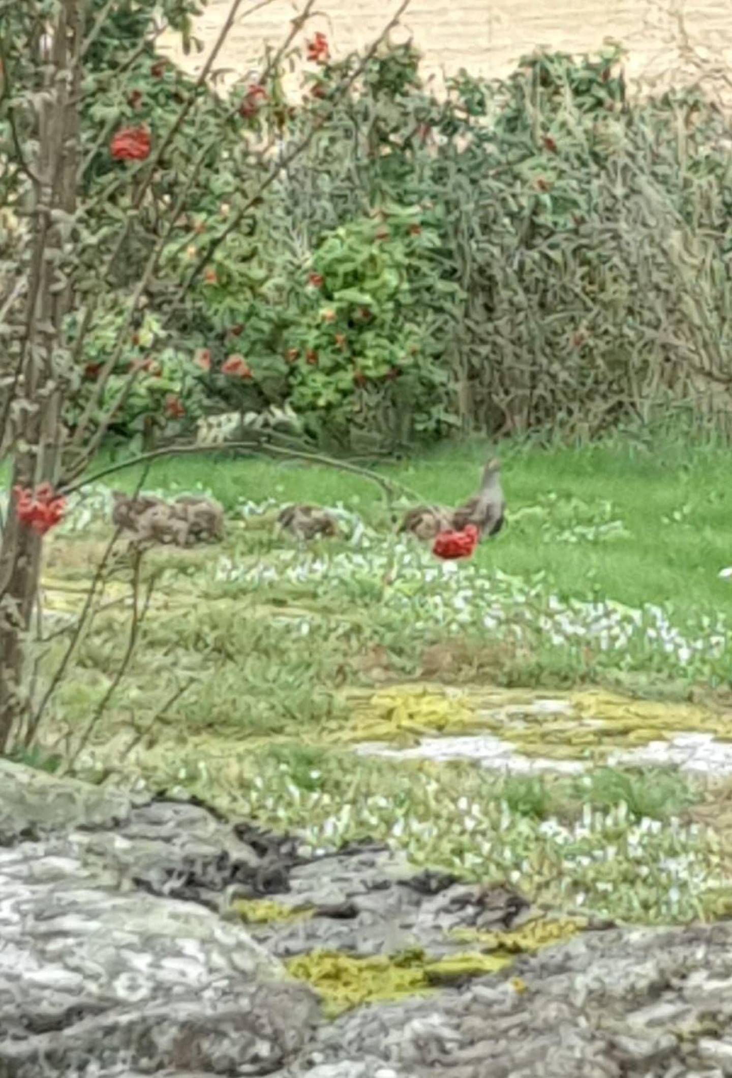 Rapphøne med kyllinger observert i en hage i Råde sommeren 2020.