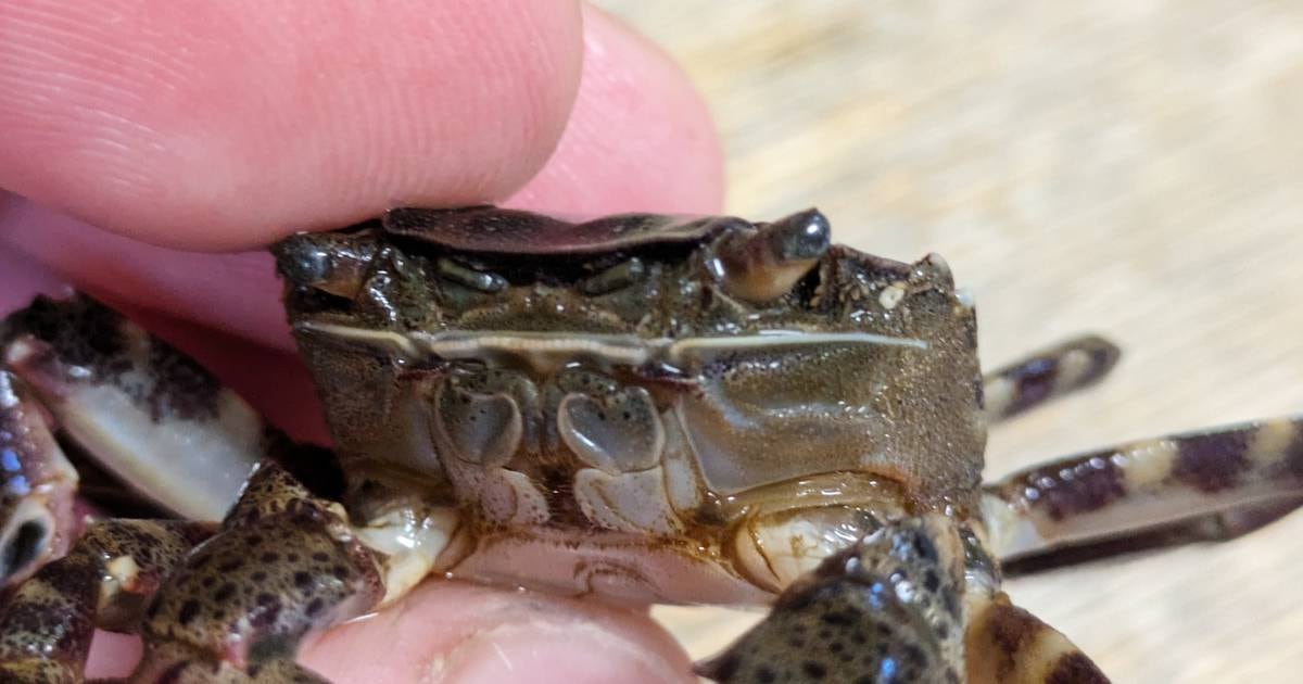 This crab does not belong in Norway – many other harmful species may soon arrive – Dagsavisen