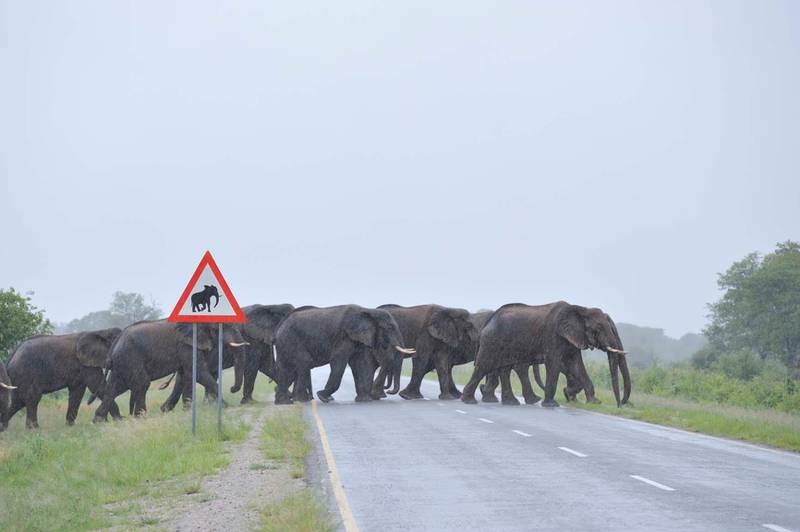 US film Zambezi, elephants cross road