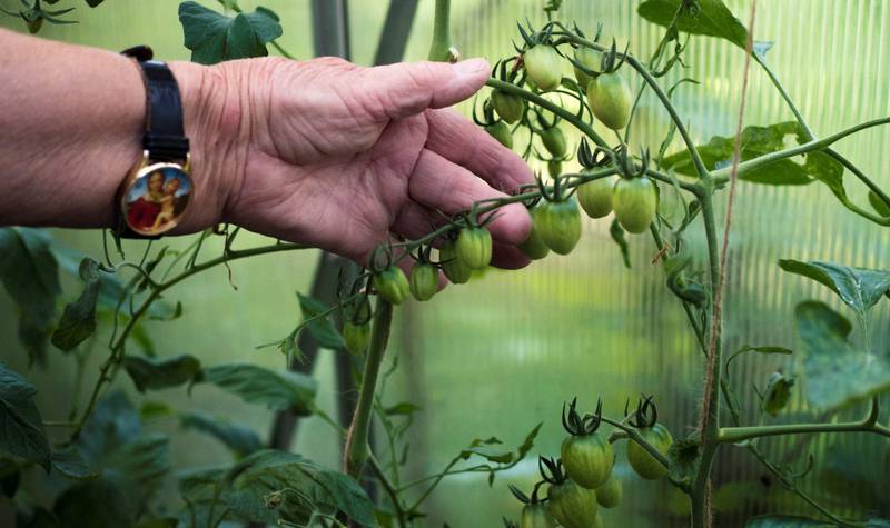 DYRKER: I parsellhagen dyrker hun alt mulig av frukt og grønt. Her viser hun oss tomatene.