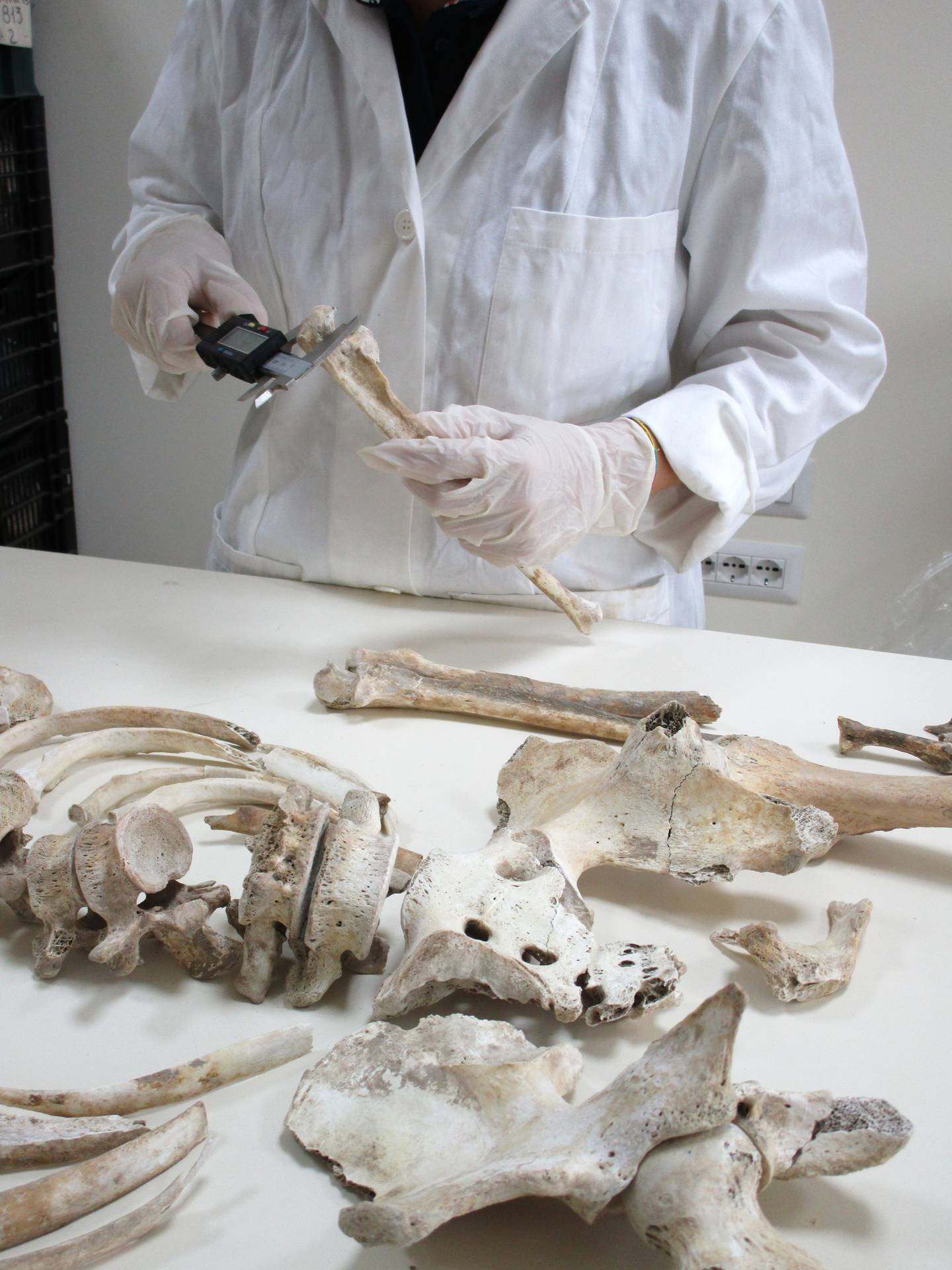 Doctor Serena Viva who is studying one of the skeletons from Pompeii.