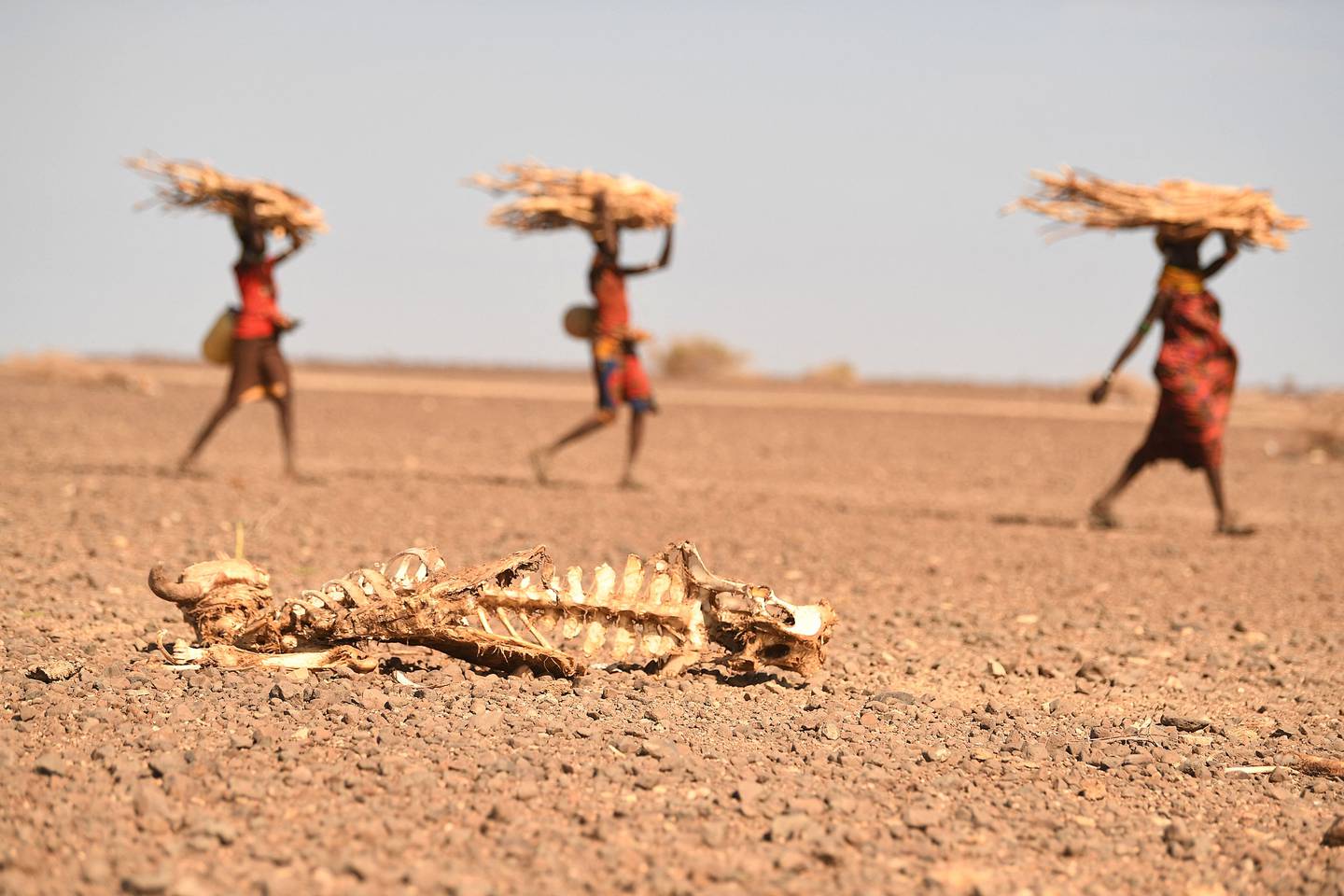 Kvinner går forbi restene av ei ku i  Marsabit, Nord-Kenya. Det er et av områdene som er hardest rammet av den vedvarende tørken.