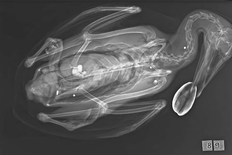 Flere hagl vises tydelig i dette røntgenbildet av en av de døde ærfuglene som ble funnet tidligere i år.