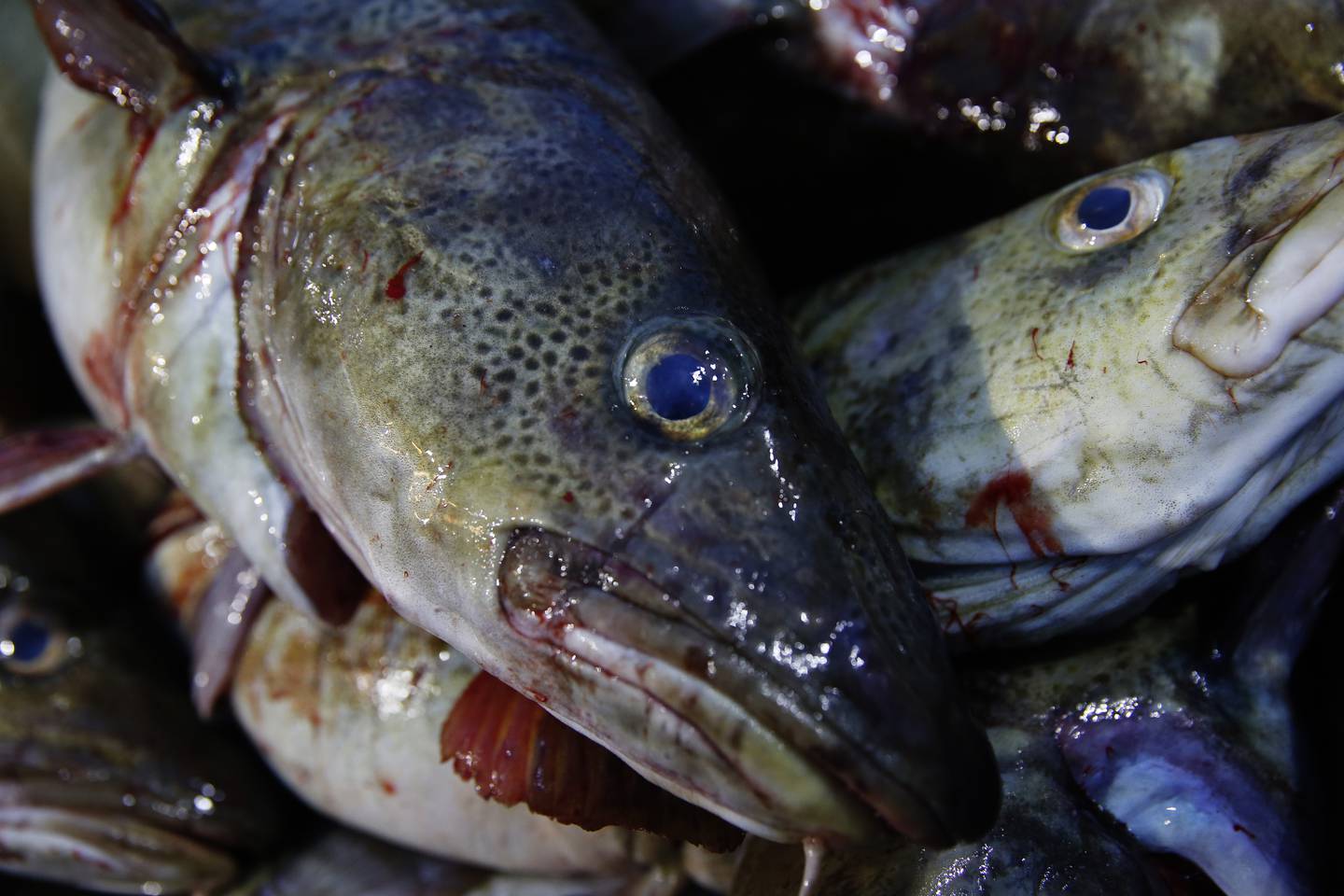 Det har vært forbud mot å fiske torsk i Oslofjorden siden 2019, men hvis noen likevel får en torsk på kroken, bør ikke gravide, ammende og små barn under fem år spise den, ifølge Mattilsynet.