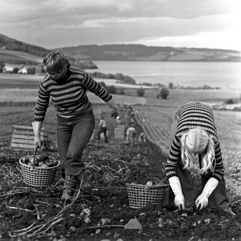 På åkeren: Slik så høstferien ut for ungdommen på 60- og 70-tallet. Det var ikke ferie, men to dager hvor man hjalp bøndene med å få opp høstens potet­avling. FOTO: ERIK THORBERG/NTB SCANPIX