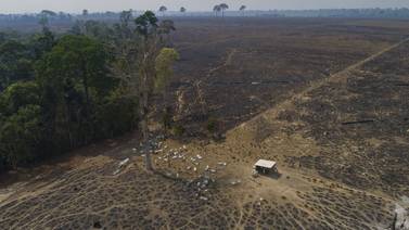 Avskogingen i Brasils Amazonas på vei ned