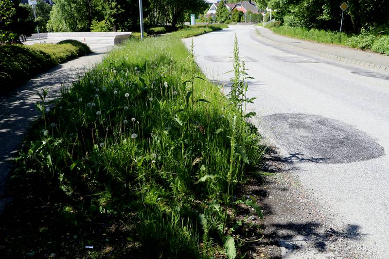 I Hinna og Tasta bydel tester kommunen konsekvensen av å la gresset vokse. Foto: Arne Birkemo