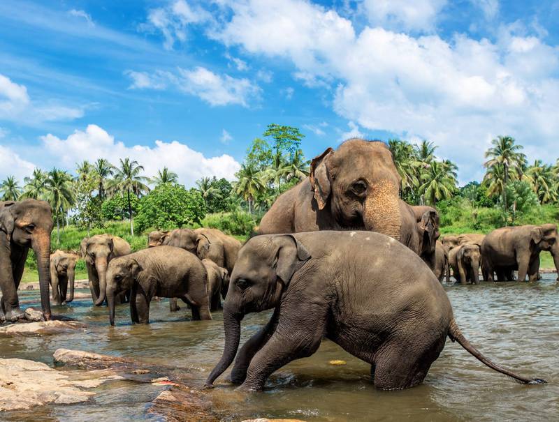 Temareiser til Sri Lankas utrolige nasjonalparker anbefales varmt, nå som landet ikke lenger er herjet av borgerkrig. FOTO: NTB SCANPIX