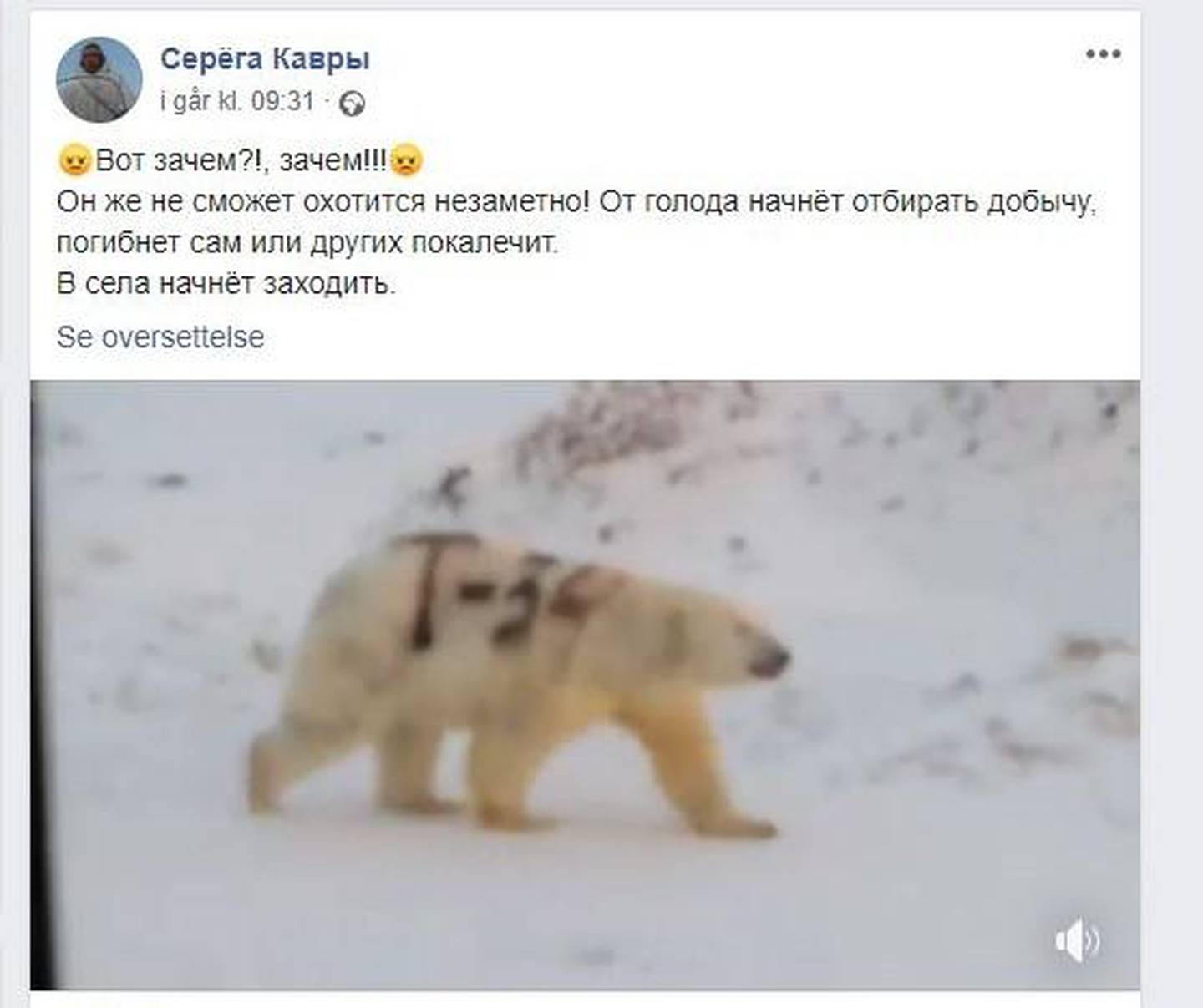 Skjermdump fra isbjørn-videoen postet av russisk WWFs Sergej Kovry på Facebook