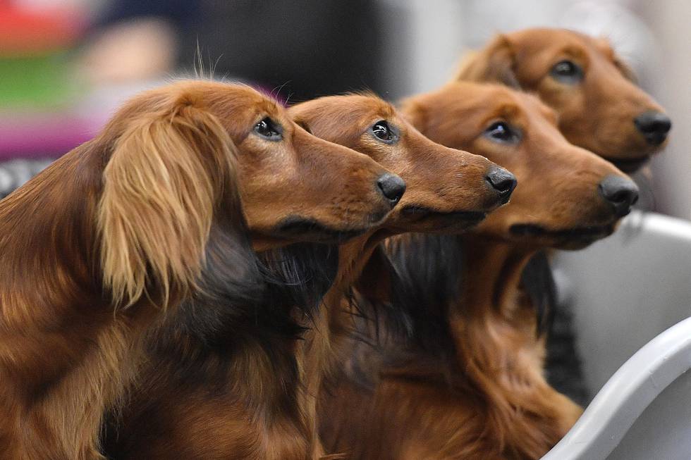 Disse dachshundene ser veldig like ut. Men ny forskning bekrefter det alle hundeeiere vet: hver hund er forskjellig. Den nye studien viser at mange av de populære stereotypiene om oppførselen til spesifikke raser ikke støttes av vitenskapen. Foto: AP / NTB
