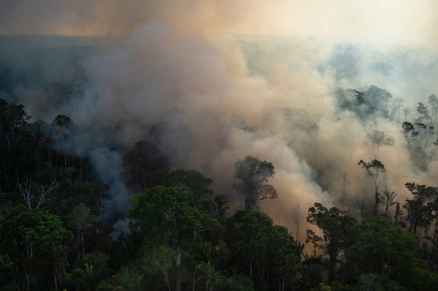 I år har det vært en økning i antallet branner i Amazonas. Mange er påsatt for å rydde land til jordbruk.