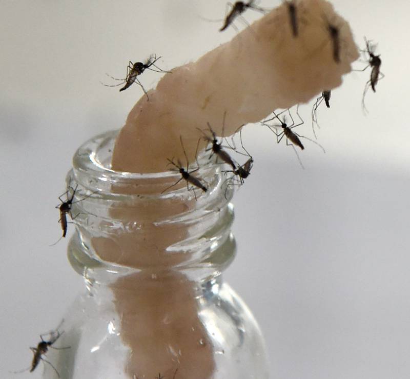 Den smittsomme denguefeberen spres av mygg. Her eksperimenterer forskere med mygg som fôres på sukker i laboratorium for å kontrollere myggbestanden.