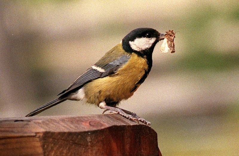 Kjøttmeis og andre småfugler er er svært utsatt for vindusdøden.