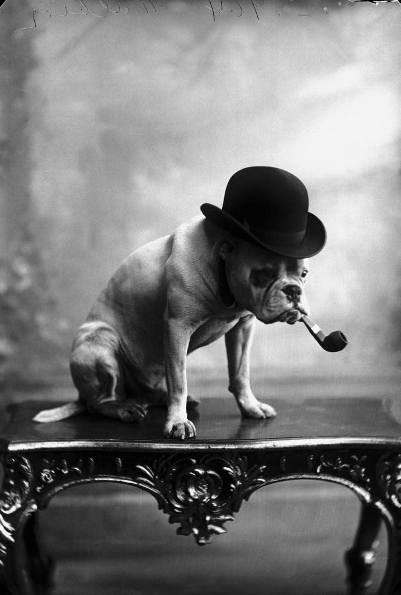 Hundehold var beskattet, men hunder var likevel en viktig del av bybildet i Kristiania rundt århundreskiftet. Her L. Szacinskis humoristiske bilde av en bulldog med med bulldog-pipe i munnen fra ca. 1890.