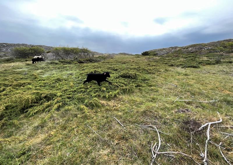 Sauene er i land på Søndre Søster, hvor et lam har våget seg noen meter bort fra mor og søster og nyter friheten i enga.
