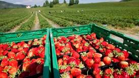 Jordbærprodusenter vurderer å droppe årets sesong
