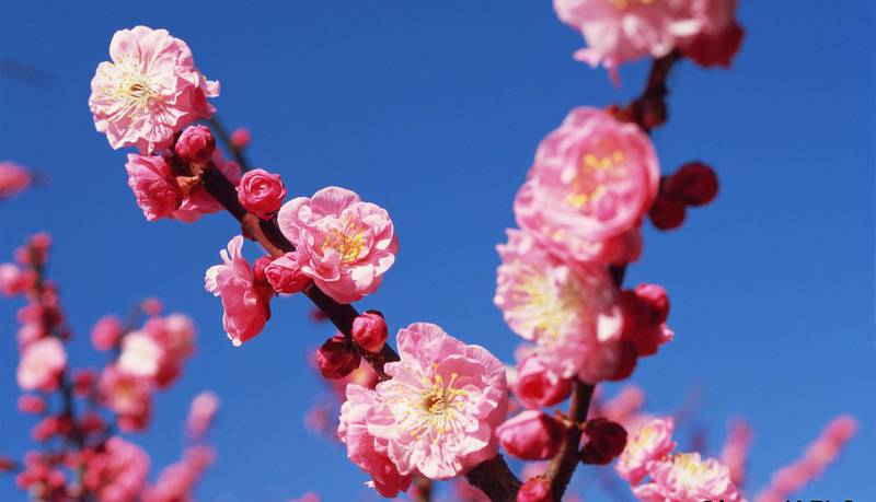Magnolia: Japan har blitt et populært reisemål. Folk drar blant annet for å se blomstringen. Foto: Den japanske ambassade