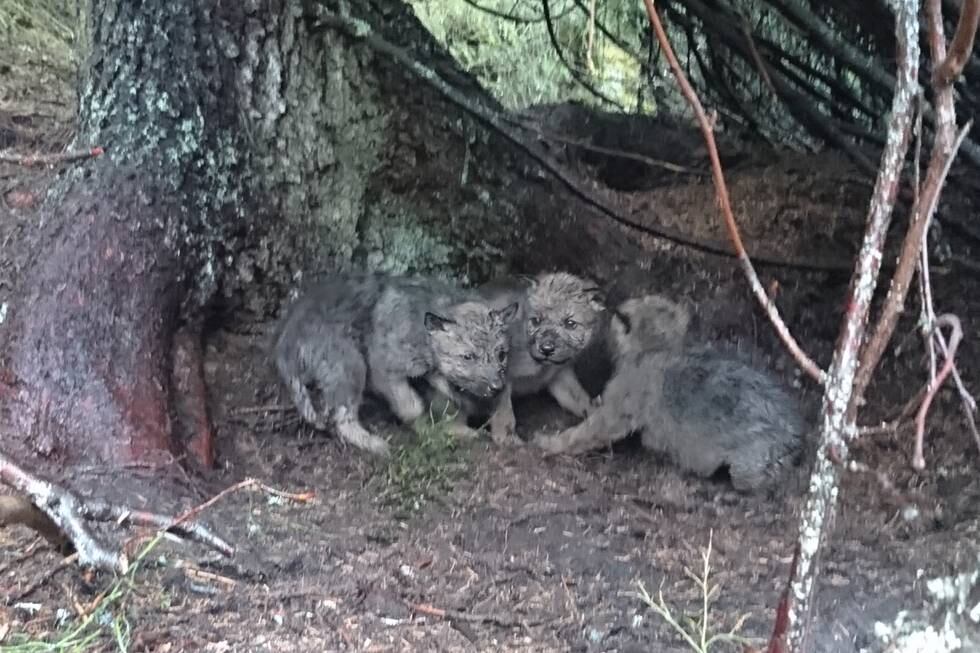 Det er påvist tolv nye ulvekull i Norge og grenserevirene i vinter. Bildet viser tre valper som ble født i Osdalenreviret i Innlandet i 2017. Foto: Statens naturoppsyn / NTB