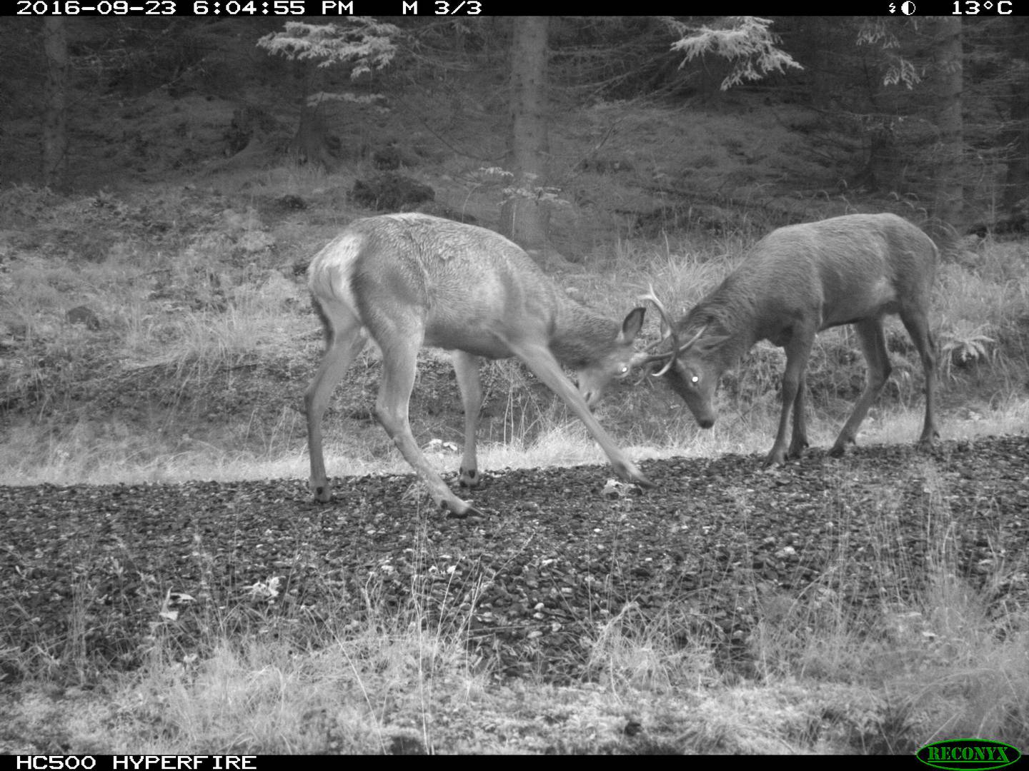 Game cameras are getting better and better, and even at night they can take good pictures, as this photo of two rooibos, taken for the Norwegian Institute of Natural Sciences' ScandCam project, shows.
