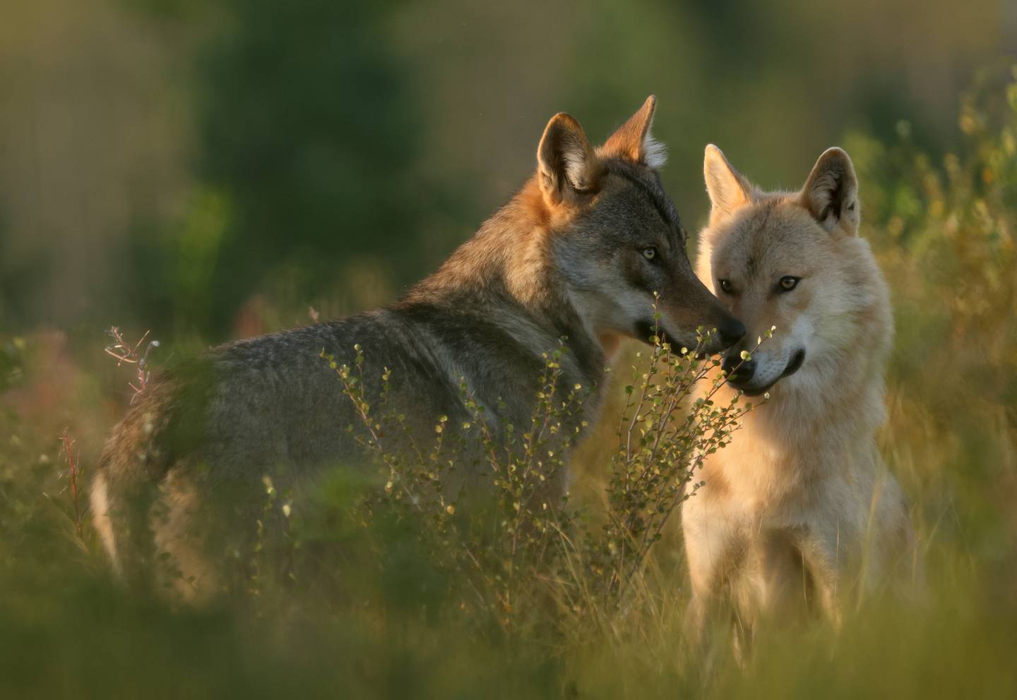 I mange land i Europa har ulven kommet tilbake. Danmark fikk i sommer retningslinjer for ulveturisme. En av anbefalingene er å klappe i hendene og skremme ulven vekk med rop og fakter hvis den kommer nærmere enn 30 meter.