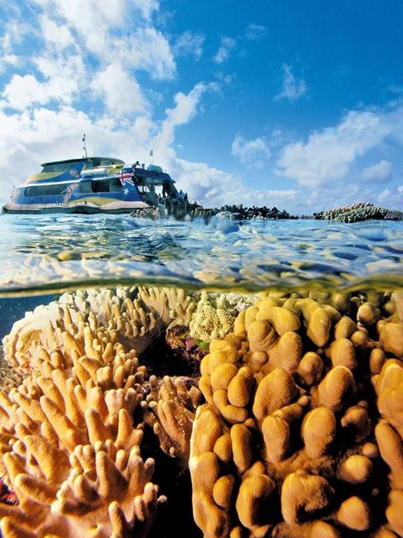 Selv om store deler av revet er rammet av korallbleking, spesielt i nord, er det fortsatt mange fine farger å observere lenger sør. Her håper man revet vil komme seg i løpet av noen måneder, når temperaturen nå synker.