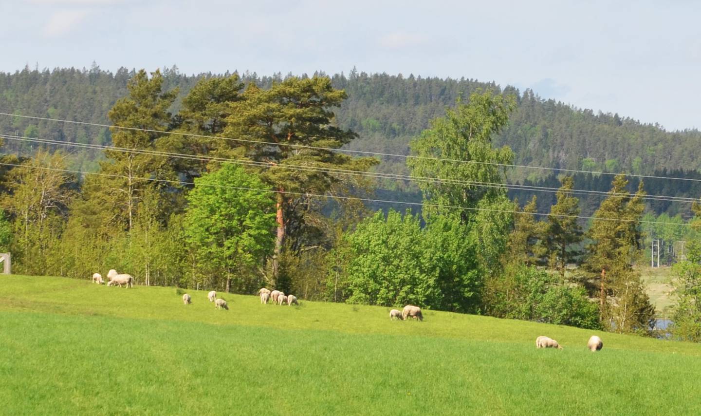Antallet husdyrbønder i Aremark blir færre.
