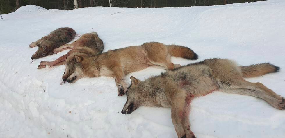 Den nye regjeringen skal føre «en mer restriktiv rovdyrpolitikk» og vil utrede lavere bestandsmål for både ulv og bjørn. Disse fire ulvene tilhørte Letjennareviret i Elverum og ble skutt i januar i fjor.