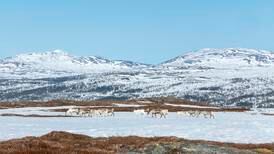 Norges Miljøvernforbund anmelder helikopterjakt på rein