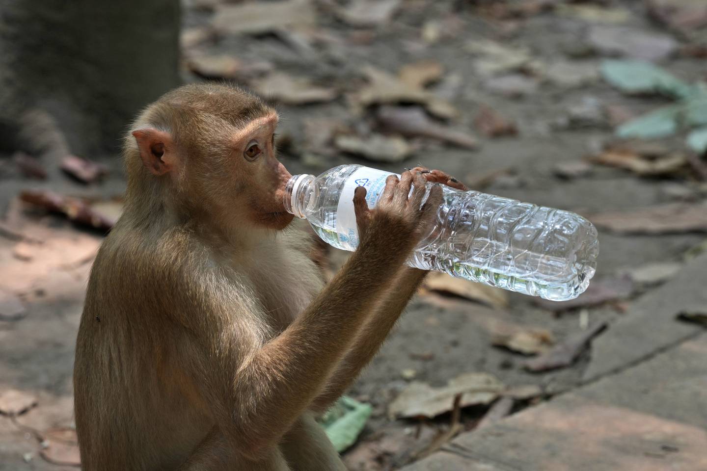 En ape i ruinbyen Angkor i Kambodsja drikker fra en vannflaske. Mange turister gir mat og drikke direkte til apene, som dermed blir vant til en nær interaksjon med mennesker. Det fører til at noen aper direkte angriper turister i et forsøk på å få tak i maten deres.