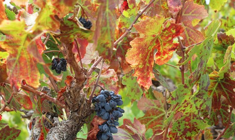 RØDE OG HVITE: Vinrankene på Paardebosch strekker seg over 600 dekar og bærer i hovedsak røde Pinotage-druer og hvite Cheninblanc-druer.