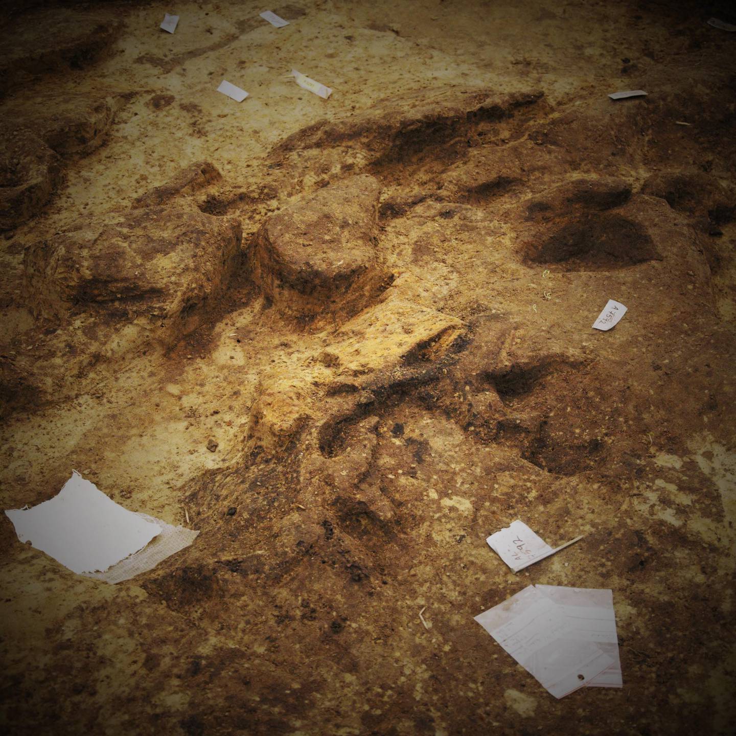 Arkeologene har funnet de første levningene etter dyreoffer i Gjellestadskipet.